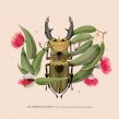 Coleoptera. Un proyecto de Ilustración tradicional de Natalia Escaño - 17.09.2017