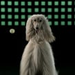 Medicus - Sporty Dogs. Un proyecto de Publicidad, Cine, vídeo y televisión de Javier Lourenço - 13.02.2018