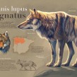 Mi Proyecto del curso: Ilustración naturalista de animales con Procreate. Infographics, and Digital illustration project by Román García Mora - 03.16.2020
