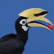 Oriental pied hornbill . Character Design, Fine Arts, Paper Craft, and Character Animation project by Diana Beltran Herrera - 03.08.2020