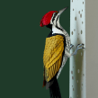 Common goldenback woodpecker . Character Design, Fine Arts, and Sculpture project by Diana Beltran Herrera - 05.02.2020