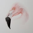Flamenco Chileno - Chilean Flamingo. Un proyecto de Ilustración, Pintura a la acuarela e Ilustración naturalista				 de Antonia Reyes Montealegre - 01.04.2020