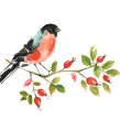 Garden Birds. Ilustração tradicional projeto de Laura McKendry - 24.06.2015