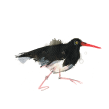 Coastal Birds. Projekt z dziedziny Trad, c i jna ilustracja użytkownika Laura McKendry - 28.06.2014
