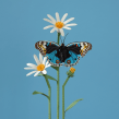 Blue pansy butterfly . Un proyecto de Ilustración tradicional, 3D, Bellas Artes y Papercraft de Diana Beltran Herrera - 01.07.2020