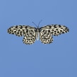 Common tree nymph butterfly . Un proyecto de 3D, Diseño de personajes, Bellas Artes, Papercraft, Concept Art y Fotografía artística de Diana Beltran Herrera - 16.07.2020