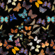 Lepidoptera. Un proyecto de Ilustración tradicional e Ilustración digital de Diana Flores Blazquez - 27.08.2020
