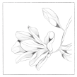 Digital Drawing. Un proyecto de Ilustración vectorial, Dibujo, Ilustración botánica y Dibujo digital de A Journal by Annie - 11.09.2020