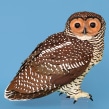 Spotted wood owl . Photograph, 3D, Fine Arts, 3D Character Design, and Commercial Photograph project by Diana Beltran Herrera - 09.22.2020