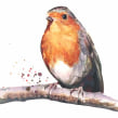 Christmas robin. Een project van Aquarelschilderen van Sarah Stokes - 22.10.2020