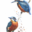 Kingfishers on a branch. Watercolor Painting project by Sarah Stokes - 10.22.2020
