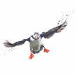 Puffin in flight. Watercolor Painting project by Sarah Stokes - 10.22.2020