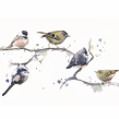 Birds on a branch. Een project van Aquarelschilderen van Sarah Stokes - 22.10.2020