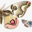 Chile, un Jardín de Mariposas. Un proyecto de Ilustración naturalista				 de Antonia Reyes Montealegre - 18.12.2020