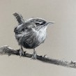 Charcoal and pastel song birds on toned paper. Un proyecto de Ilustración tradicional de Sarah Stokes - 27.01.2021