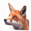 Watercolour fox. Un progetto di Pittura ad acquerello di Sarah Stokes - 01.11.2020