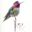 Watercolour hummingbird watercolour and watercolour ink. Watercolor Painting project by Sarah Stokes - 02.25.2021