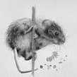 Watercolour mouse ... tonal exercise . Een project van Aquarelschilderen van Sarah Stokes - 14.03.2021