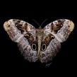 Mariposa búho. Un proyecto de Ilustración tradicional e Ilustración digital de Julia Rouaux - 01.03.2017