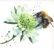 Watercolour bumble bee . Pintura em aquarela projeto de Sarah Stokes - 02.04.2021