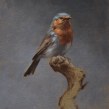 Portrait of a Robin. Un proyecto de Bellas Artes, Pintura, Pintura al óleo e Ilustración naturalista				 de Sarah Margaret Gibson - 04.05.2021