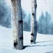Birch Winter landscape. Un proyecto de Bellas Artes y Pintura a la acuarela de Christian Koivumaa - 15.08.2021