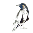 Ravens. Een project van Traditionele illustratie,  Beeldende kunst, Schilderij,  Creativiteit, Sketchbook,  Illustratie met inkt y Naturalistische illustratie van Laura McKendry - 03.10.2021