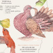 Aves de Chile - Plumíferos fantásticos. Design, Traditional illustration, Watercolor Painting, and Naturalistic Illustration project by Pascale Marie Sabelle - 11.10.2021