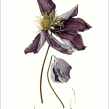 Larger than Life - Fading Flowers observed.. Botanical Illustration project by Julia Trickey - 12.08.2021