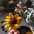 Dyeing with local rudbeckia flowers. Un projet de Teinture textile , et Design textile de Rebecca Rigg - 02.02.2022