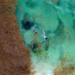 Un alga que ahoga el caribe mexicano. Un proyecto de Cine, vídeo, televisión, Vídeo, Producción audiovisual					 y Realización audiovisual de Gladys Serrano - 25.02.2022