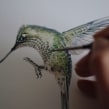 Picaflor chico / Green-backed firecrown. Un proyecto de Ilustración, Pintura a la acuarela e Ilustración naturalista				 de Antonia Reyes Montealegre - 31.05.2022