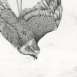 A Eulogy for Animals lost - Drawings for an exhibition about wildlife trafficking. Traditional illustration, Fine Arts, Pencil Drawing, Drawing, Realistic Drawing, Artistic Drawing, and Naturalistic Illustration project by Amy Dover - 08.24.2022