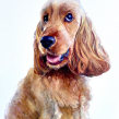 Watercolour painting of a spaniel . Watercolor Painting project by Sarah Stokes - 11.20.2022