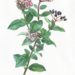 Viburnum tinus . Un proyecto de Ilustración tradicional, Pintura a la acuarela e Ilustración botánica de Georgina Taylor - 07.12.2022