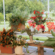 Taller en Rancho Chipicas. Un proyecto de Diseño floral y vegetal de Daniel Ruiz - 11.01.2023