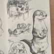 Cute otter sketches 🦦✨ / Bocetos de nutrias cuquis 🦦✨. Traditional illustration, Pencil Drawing, Drawing, and Realistic Drawing project by Anaïs Gonzalez - 01.28.2023