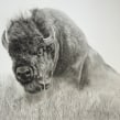 Charcoal bison. https://www.sarahstokesartist.co.uk/post/drawing-a-bison-using-charcoal. Drawing, Realistic Drawing, and Artistic Drawing project by Sarah Stokes - 12.28.2023