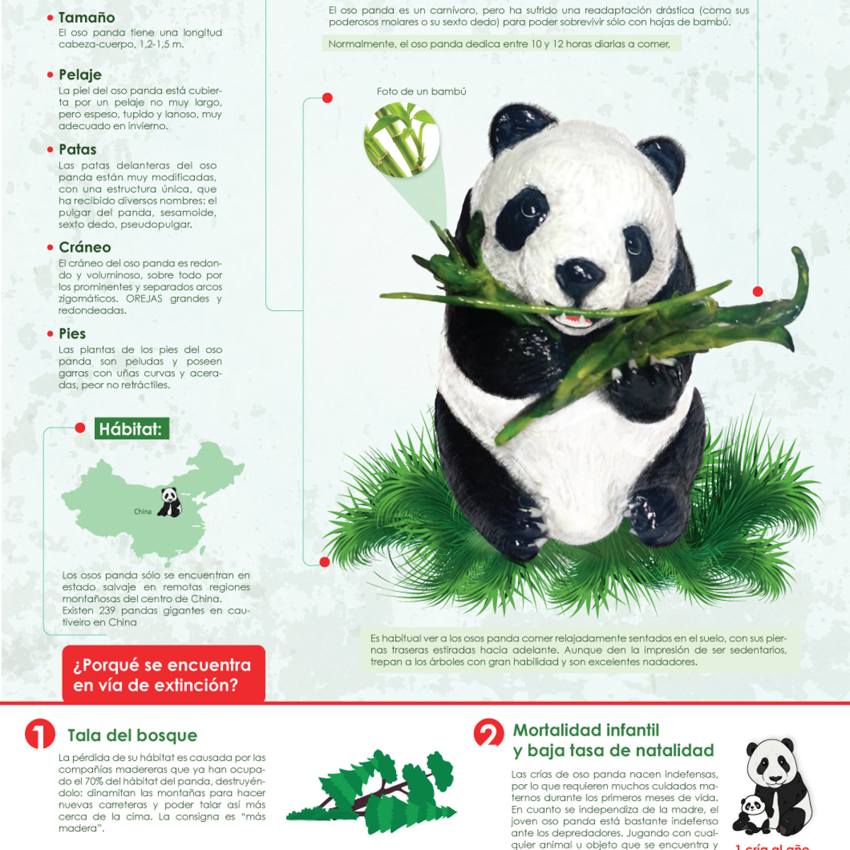 El sorprendente ciclo de vida del oso panda - National Geographic en Español