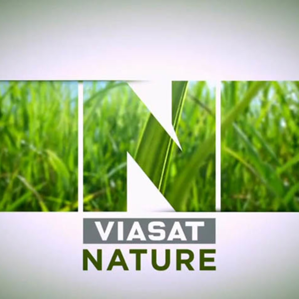 krokodille effektivitet Blaze Viasat Nature TV Idents | Domestika