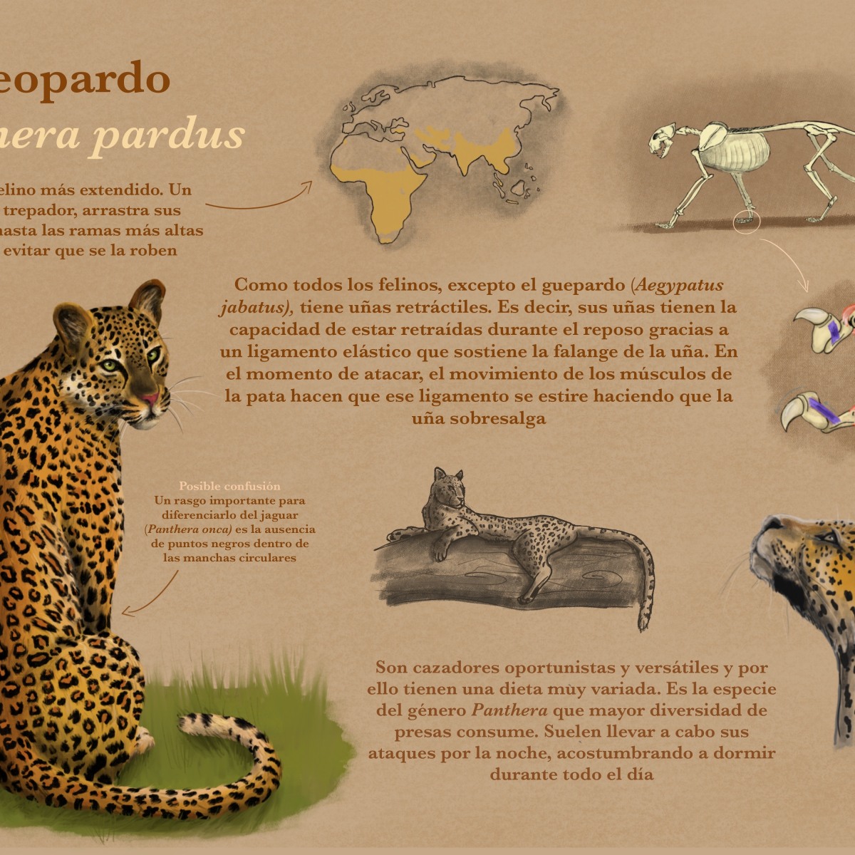 Sombreado ella es límite Mi Proyecto del curso: el leopardo (Panthera pardus) | Domestika