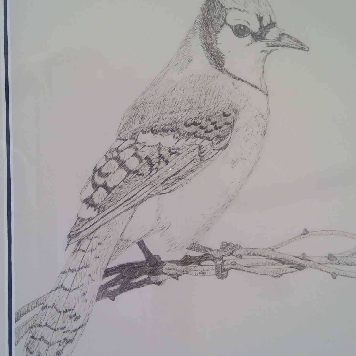 Pen and ink drawings of blue jay and wood pecker
