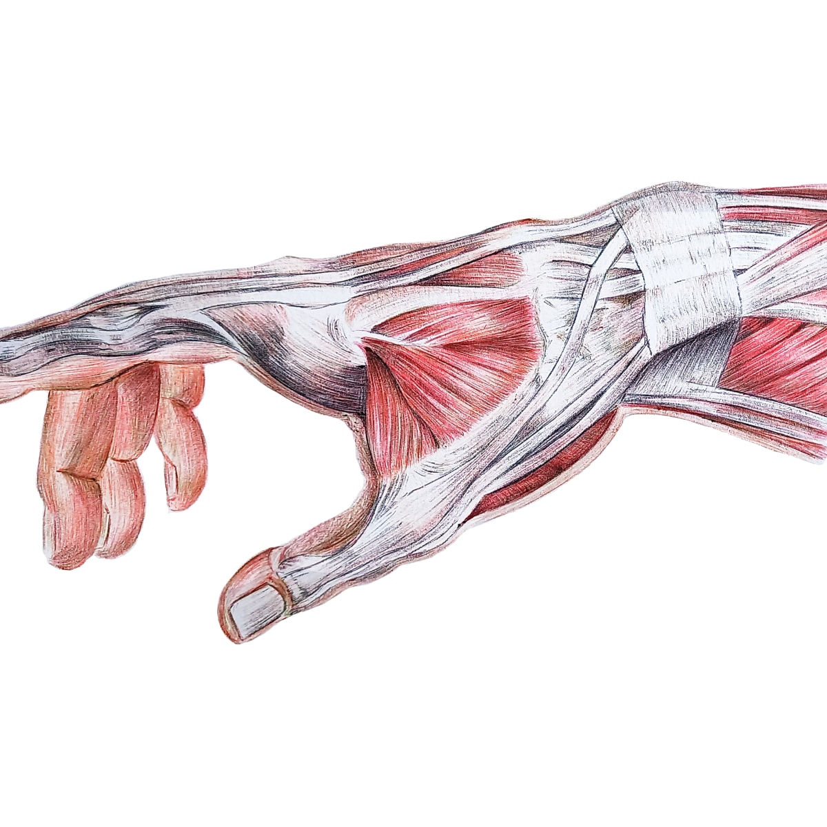 parásito cemento galería Músculos y tendones de la mano | Domestika