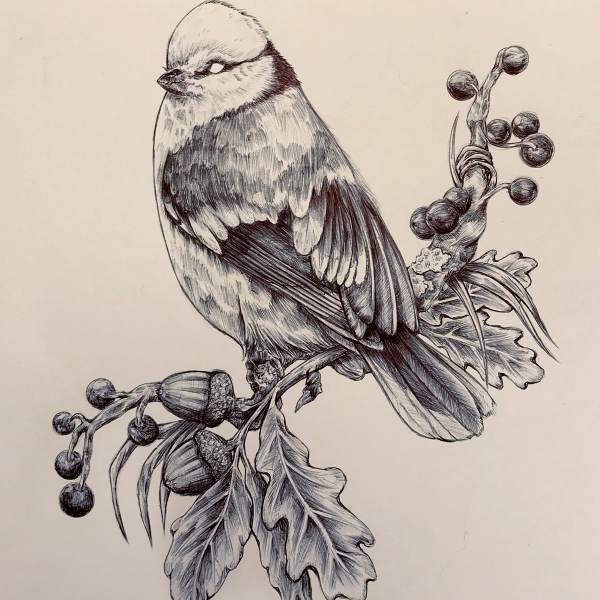 Mein Abschlussprojekt Für Den Kurs Kugelschreiberzeichnungen Naturalistische Illustration 7247