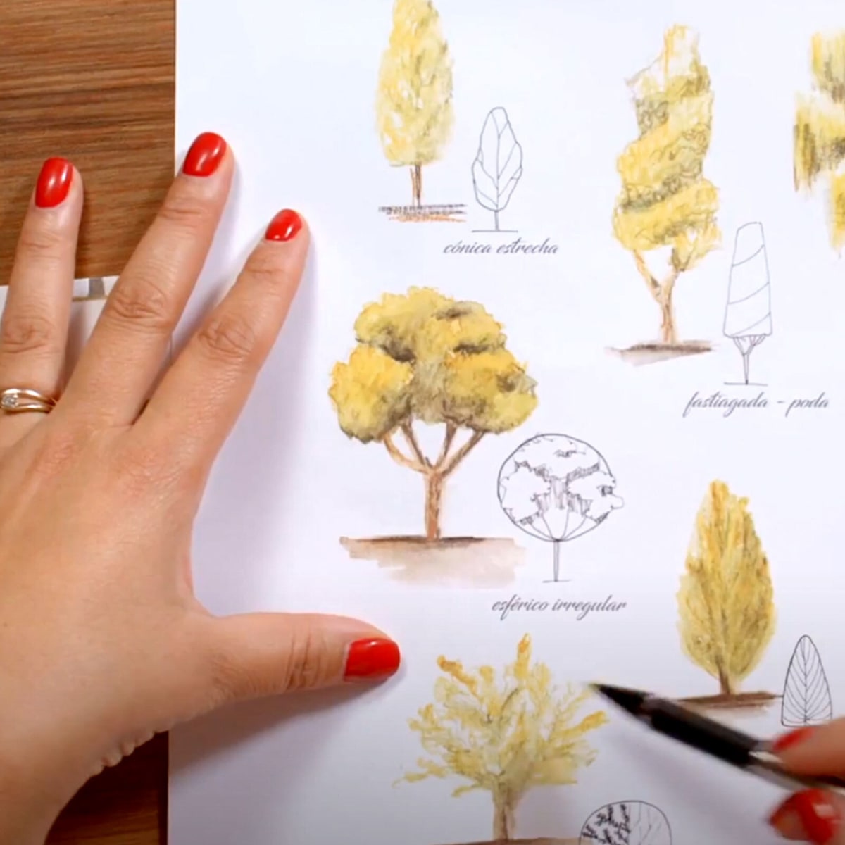 Tutorial Ilustración botánica: cómo dibujar un árbol | Domestika