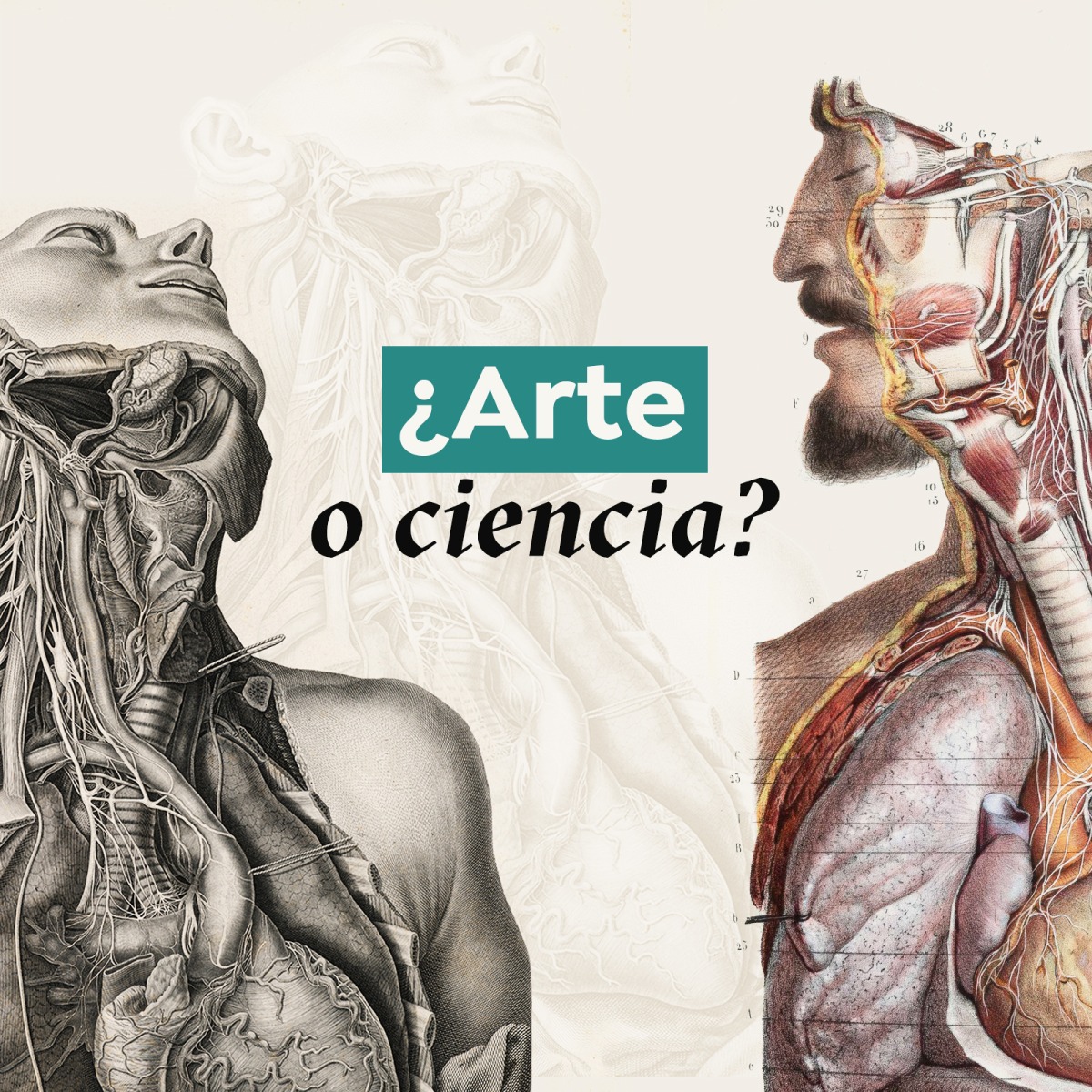 10 datos curiosos sobre anatomía artística - IAVQ