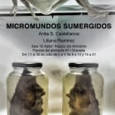 Micromundos sumergidos. Instalações projeto de Anita S. Castellanos - 18.04.2013