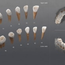3D Visualizacion de dientes - Ilustración high poly. Un proyecto de 3D, Educación y Bellas Artes de Alfonso Montón - 27.05.2015