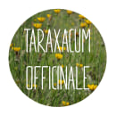 Taraxacum Officinale. Un proyecto de Fotografía y Vídeo de Marta Serrapio - 21.07.2015