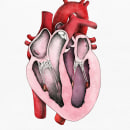 "Heart anatomy", un proyecto para Il·lustraciència. Traditional illustration, and Education project by Laura Macías Álvarez - 02.28.2015